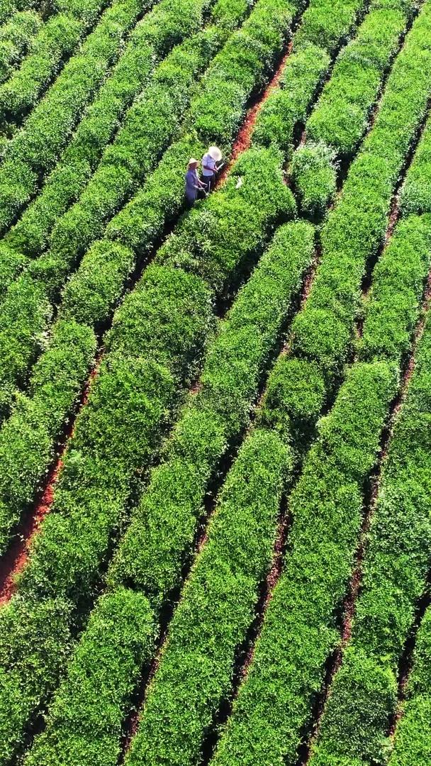 航拍农业生产制造茶园茶树采茶素材视频的预览图