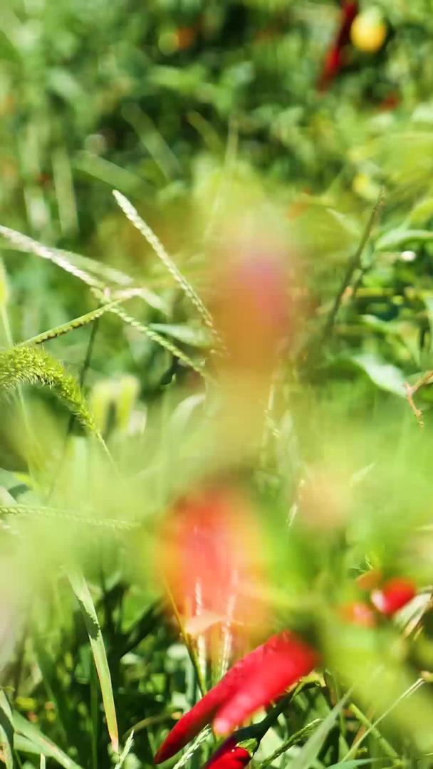 种植农业辣椒产业视频的预览图