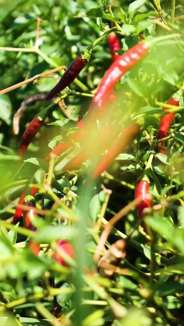 种植农业辣椒产业视频的预览图