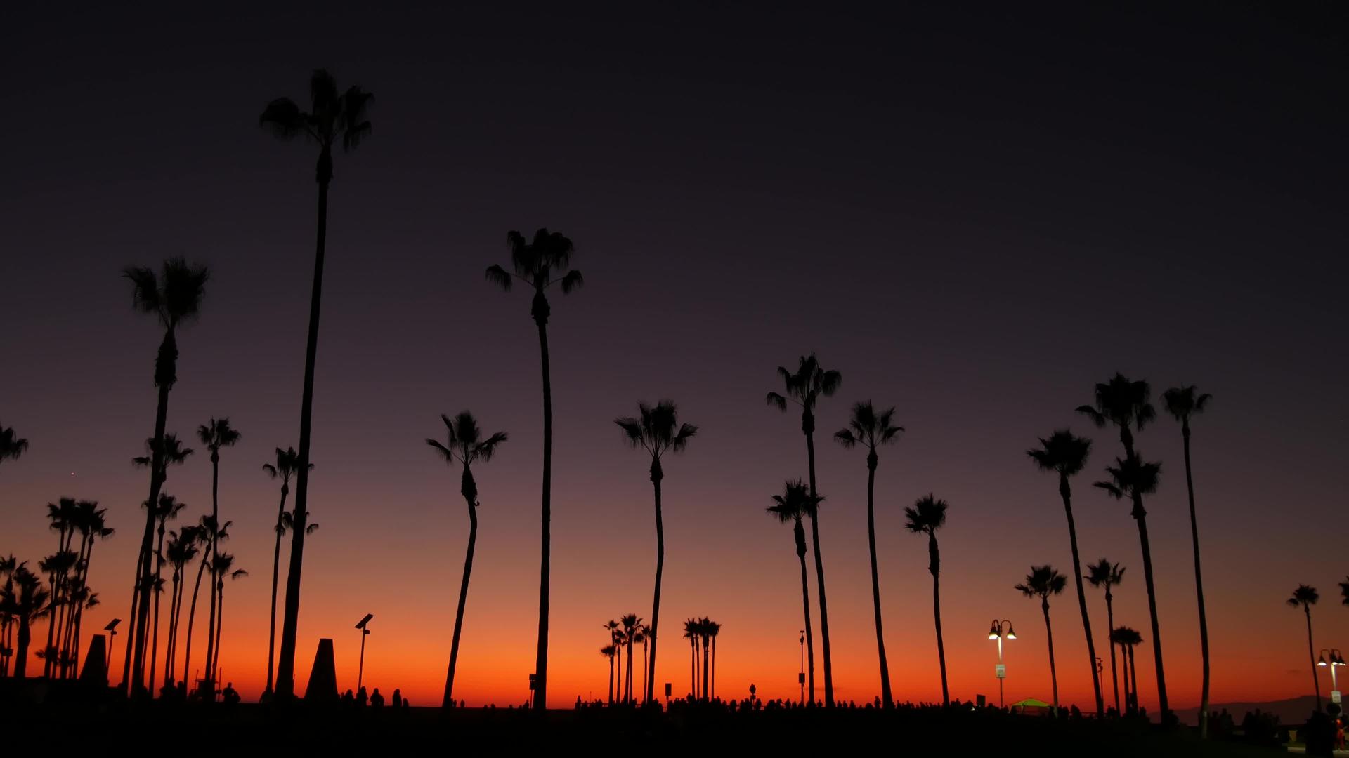夏日黄昏紫色日落棕榈树视频的预览图