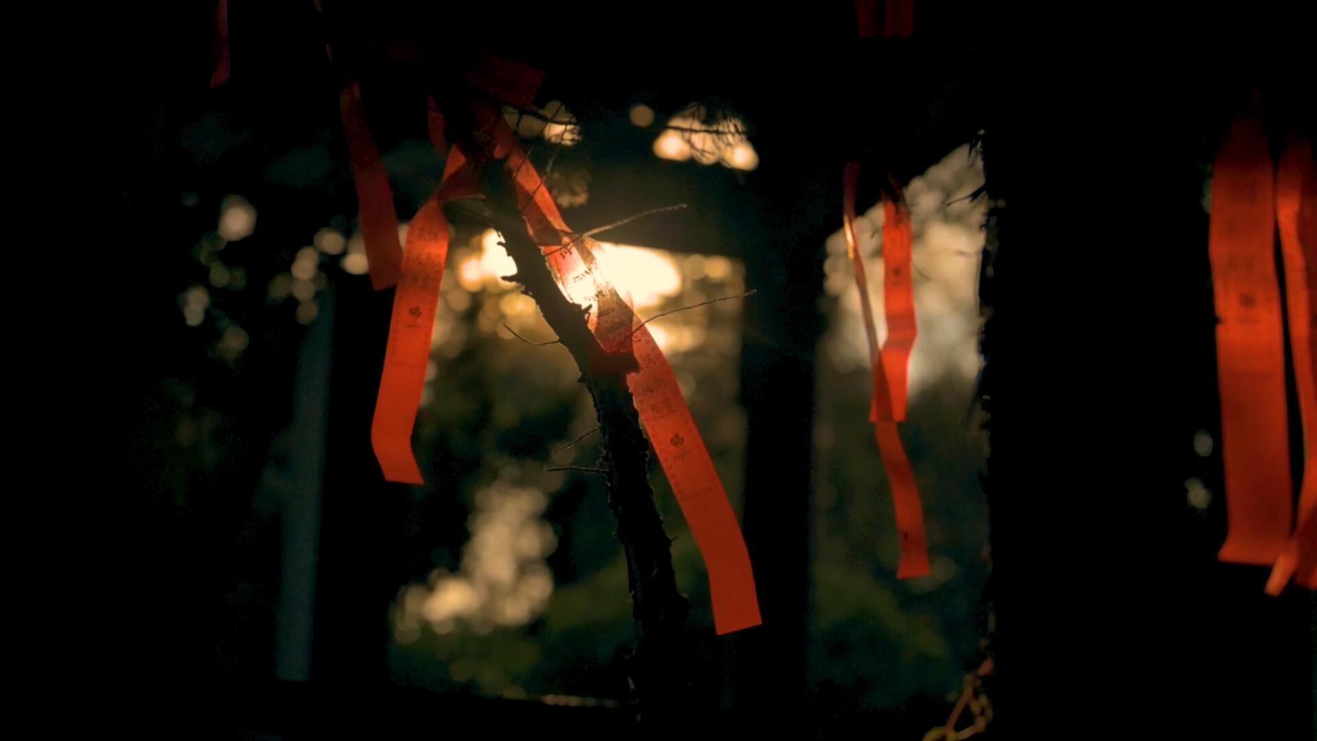 4k月老树上逆光红绳视频的预览图