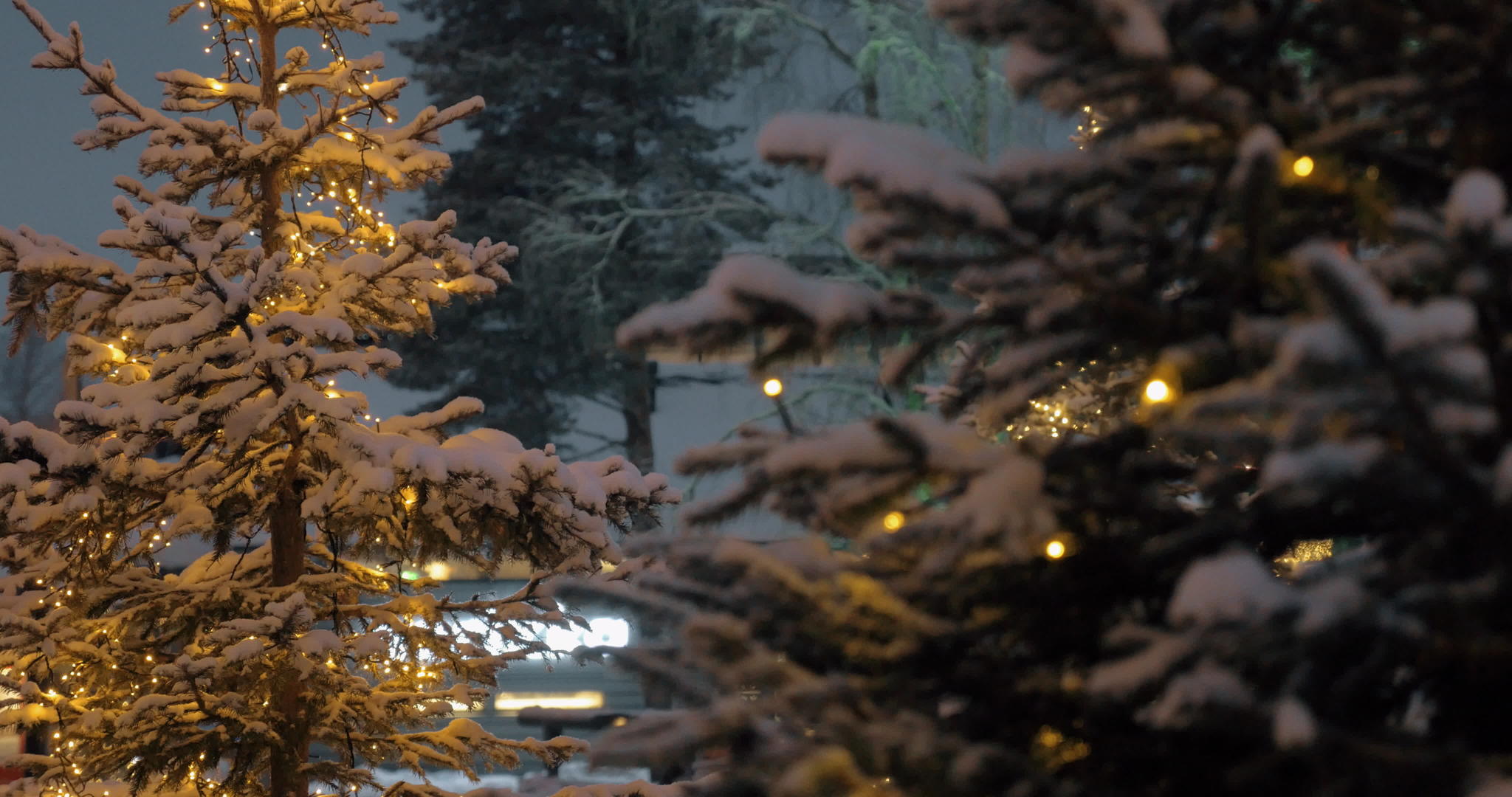 晚上 公园里有圣诞灯的松树视频的预览图