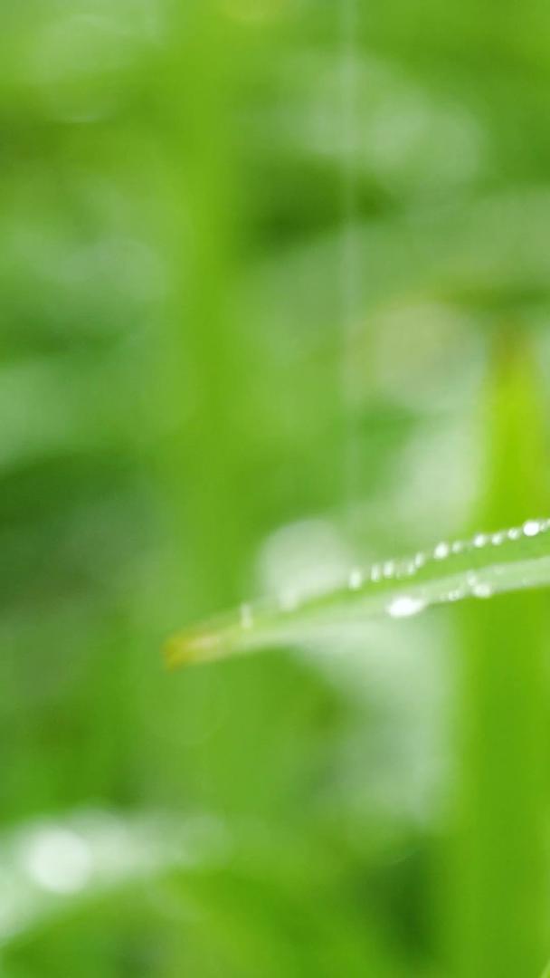 春季草地雨中草地植物绿植小草空间视频的预览图