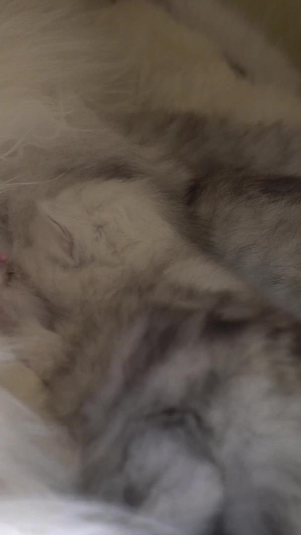 实拍幼崽小猫在大猫怀里哺乳视频的预览图