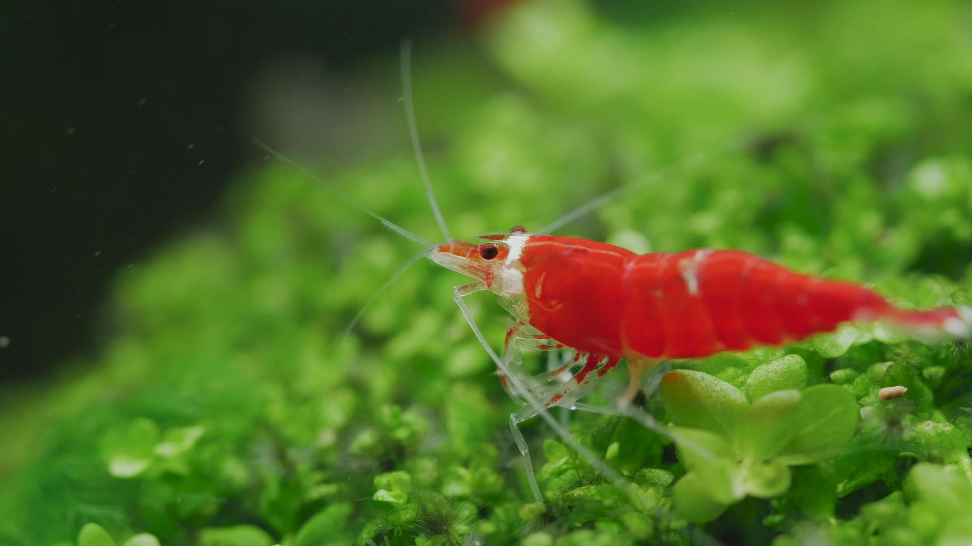 圣兰塔水晶红矮人虾视频的预览图