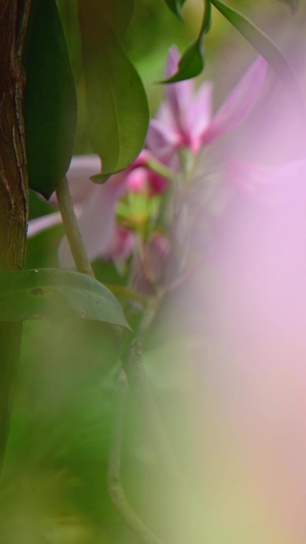 毛棉杜鹃花在深圳梧桐山盛开视频的预览图