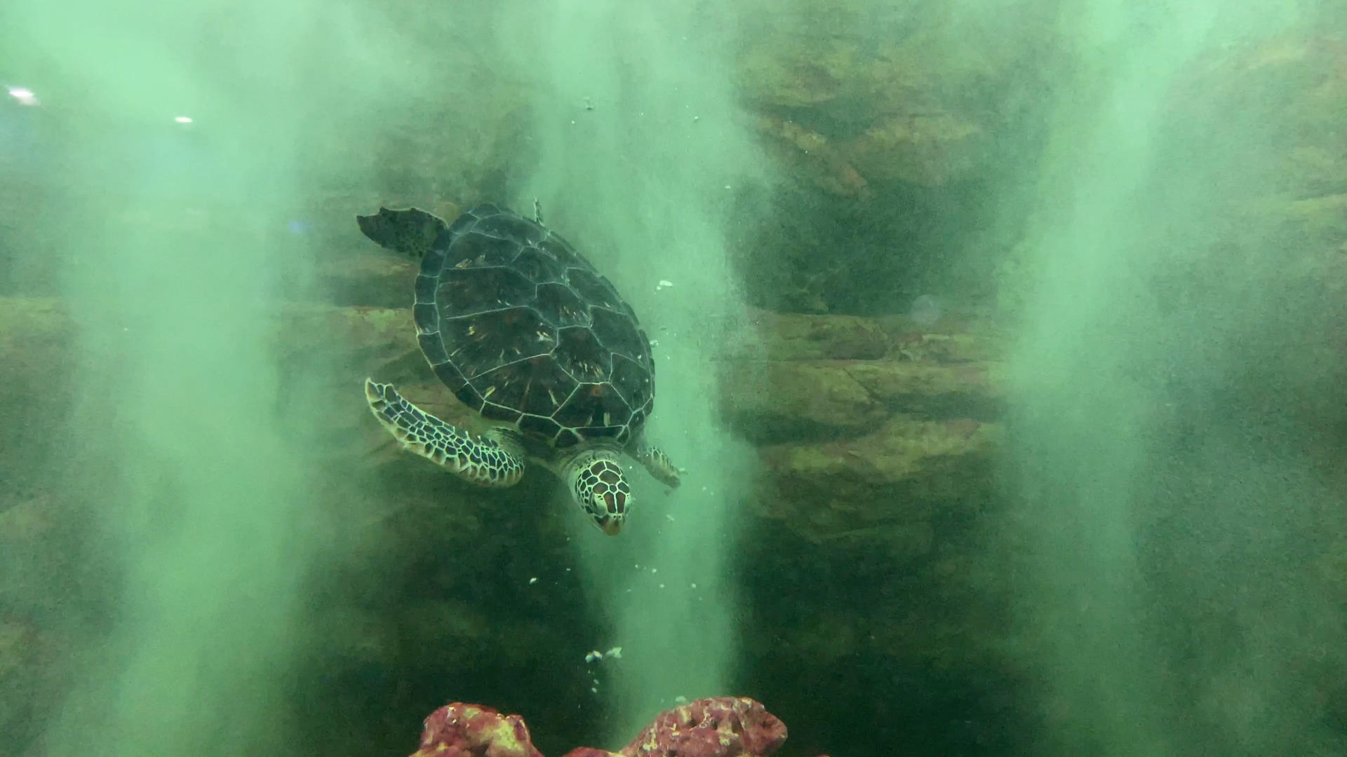 动物园里的海龟在玩耍吐泡泡视频的预览图