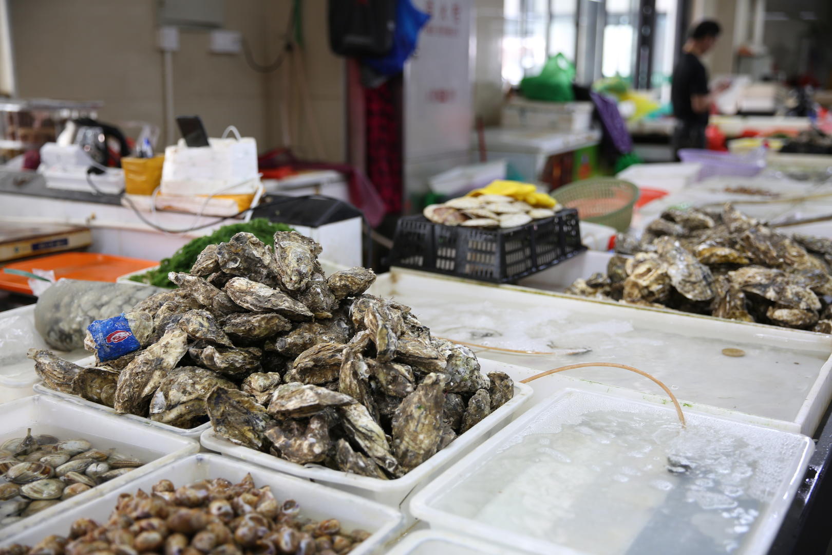 小岛农贸市场新鲜贝类视频的预览图