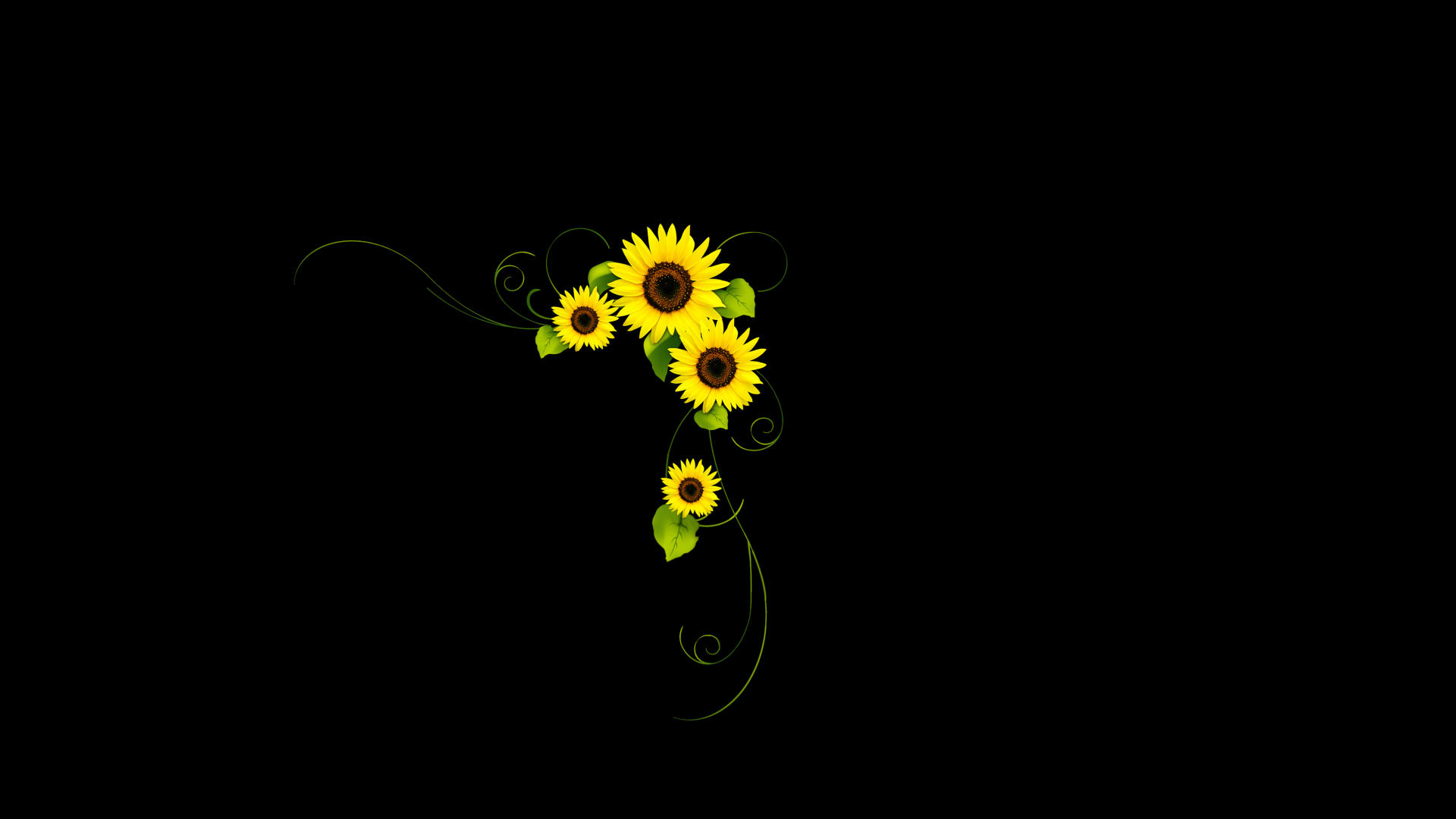 向日葵茎叶生长视频的预览图