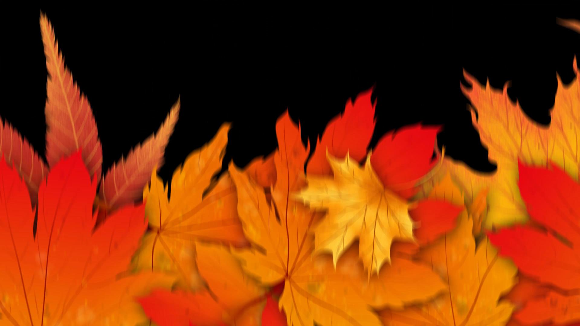 一组秋天枫叶转场4K视频的预览图