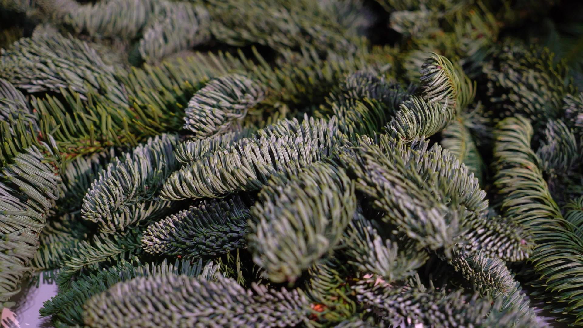 自然森林圣诞树松树松针松针视频的预览图