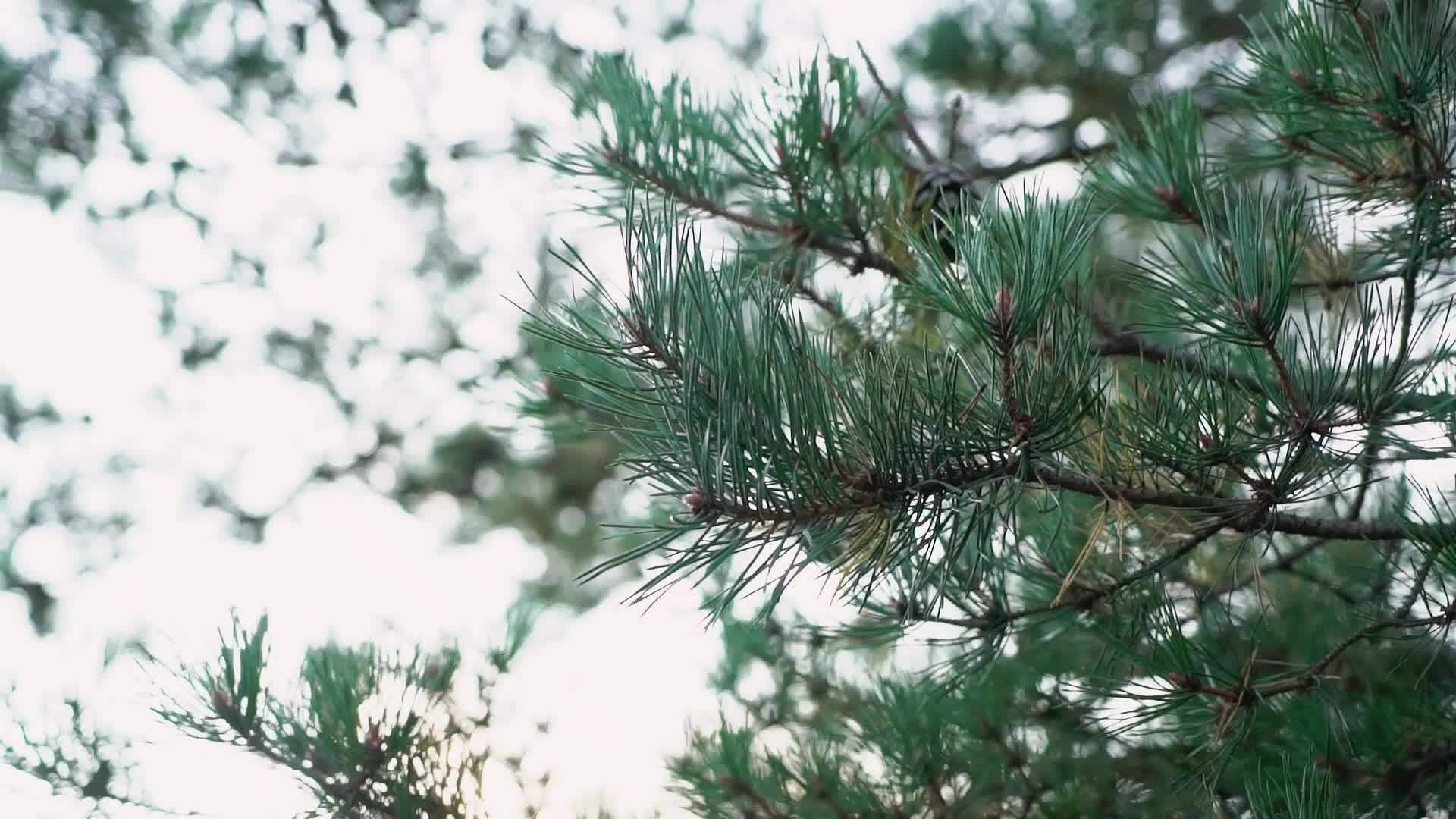 自然森林圣诞树松树松针松针视频的预览图