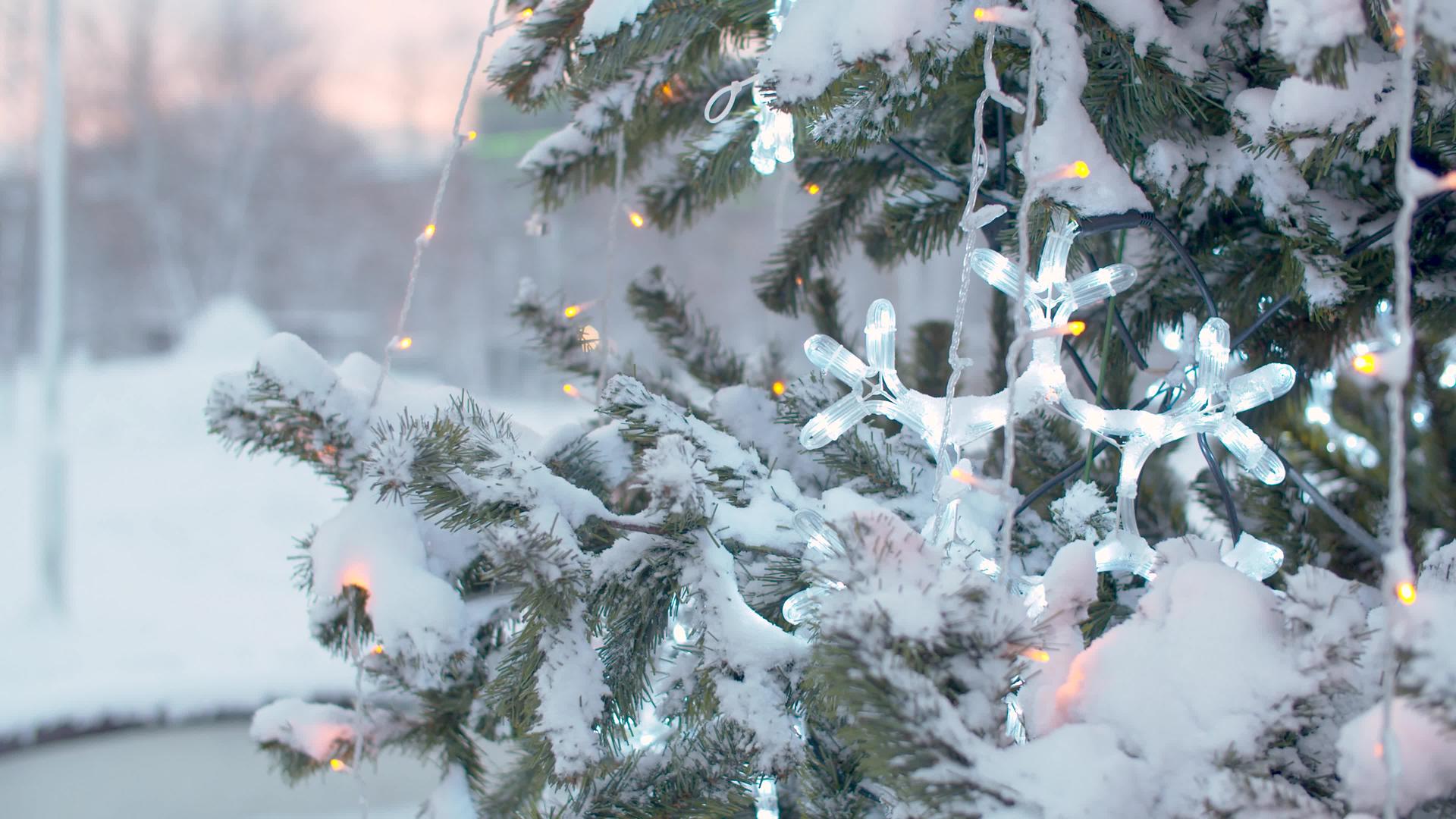 在雪下的圣诞树视频的预览图