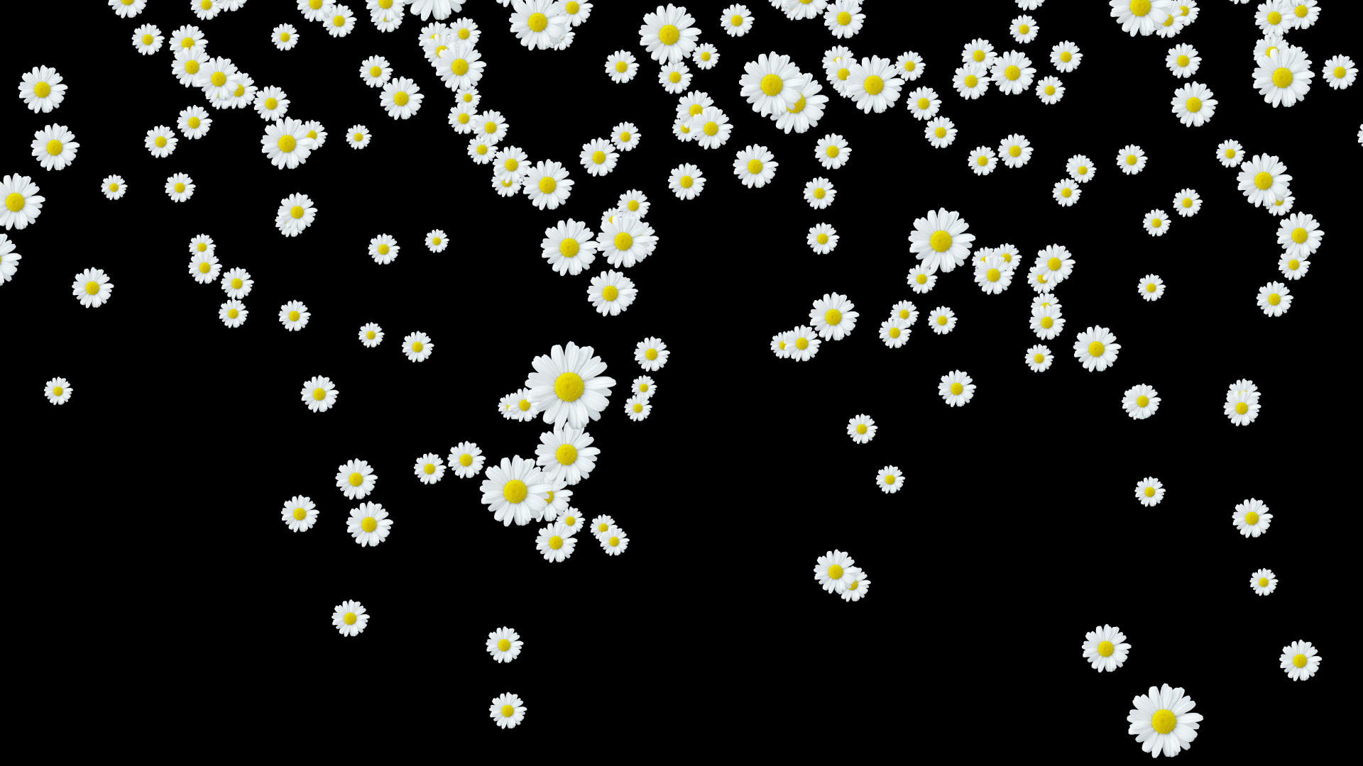 白色菊花掉落视频的预览图