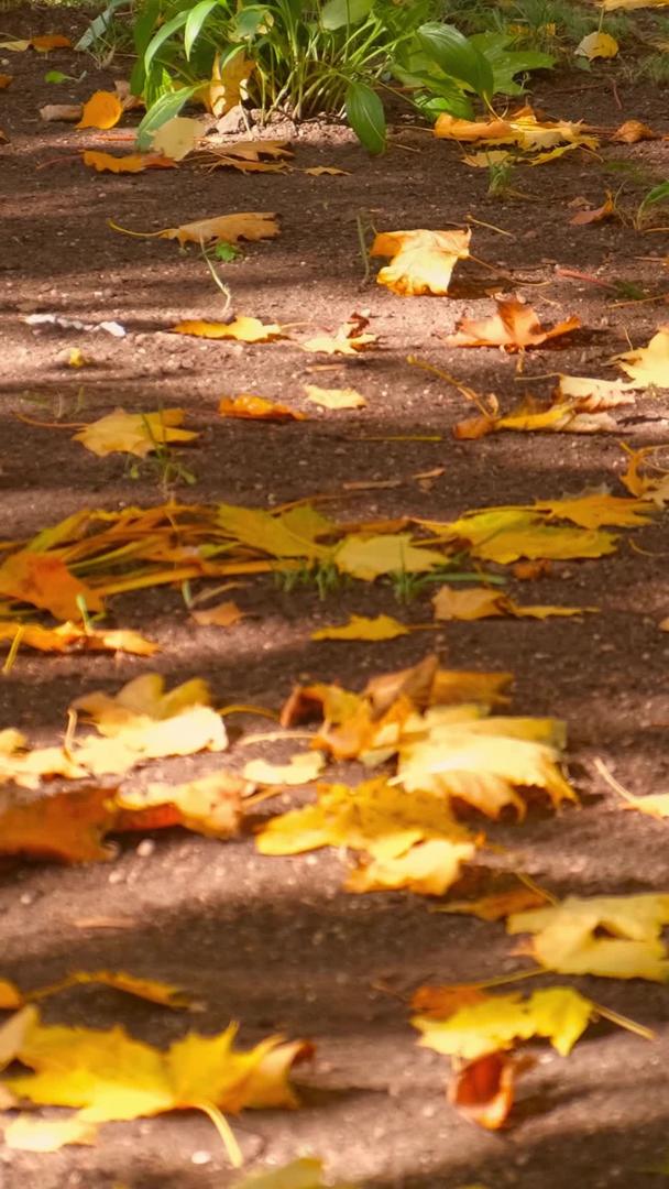 深秋的阳光透过树叶照射地上的落叶视频的预览图