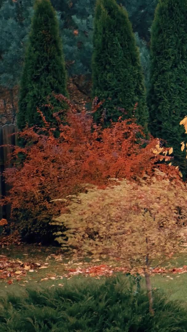 秋冬季节清理落叶视频的预览图