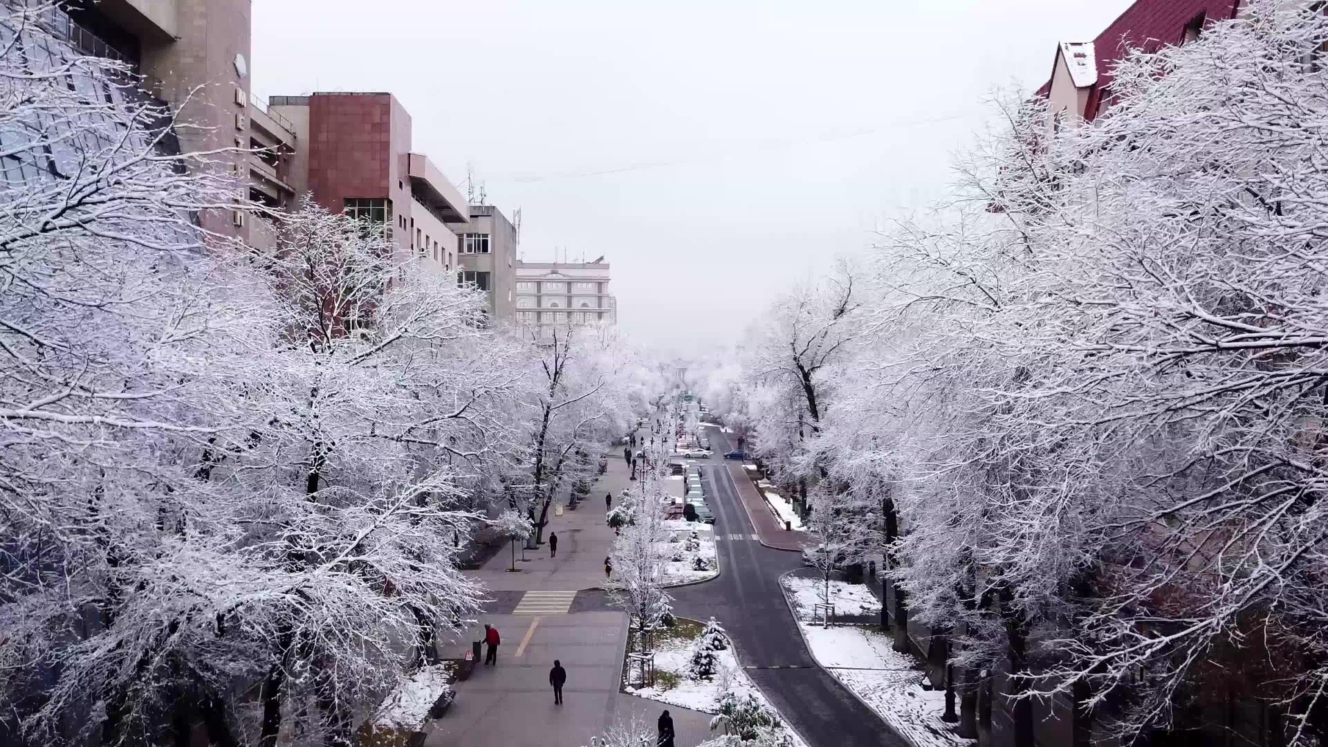 城市里雪白的树木视频的预览图