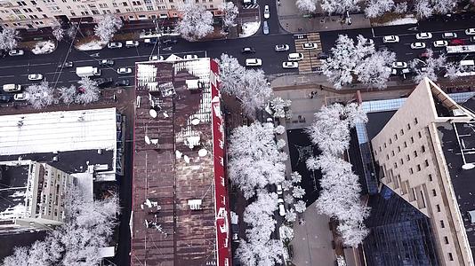 城市石屋里的雪白树木视频的预览图