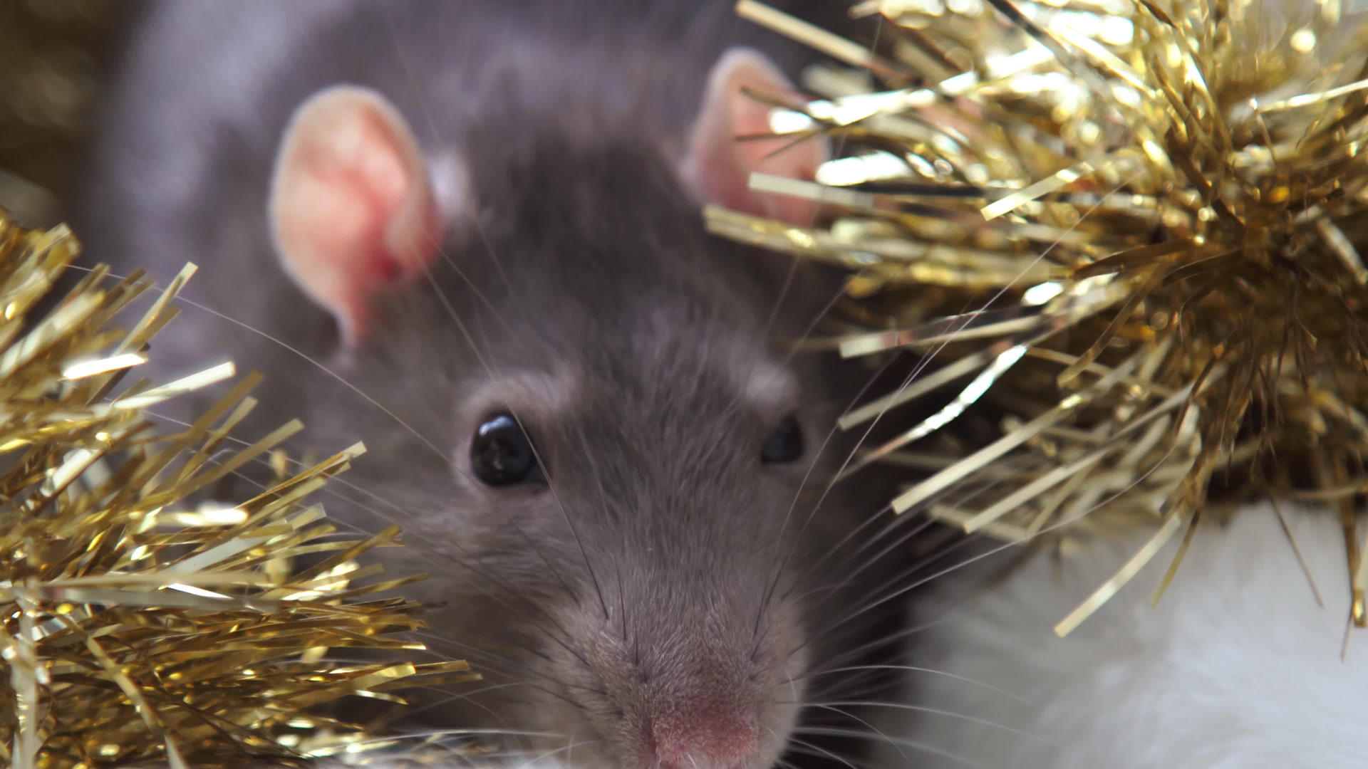 灰色圣诞老鼠视频的预览图