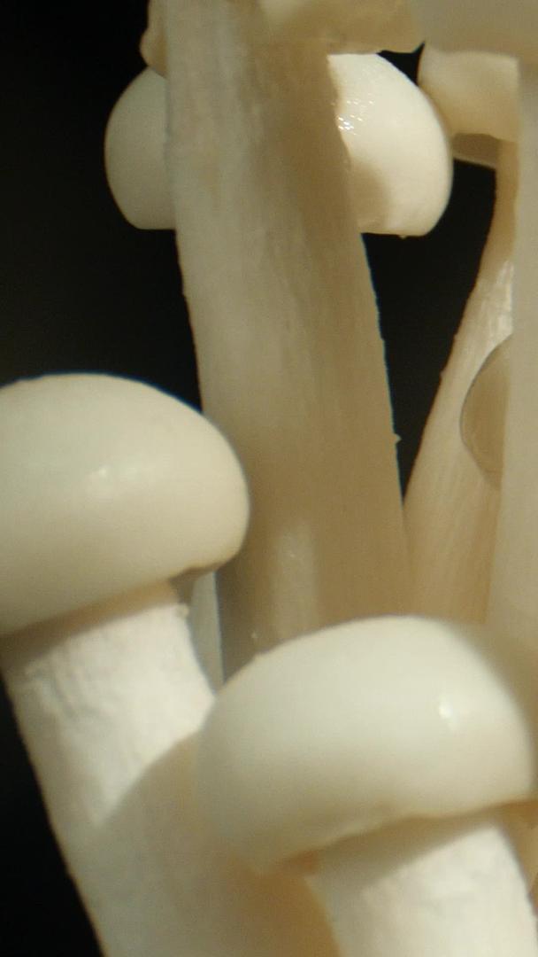 蘑菇海鲜蘑菇新鲜蔬菜蘑菇视频的预览图