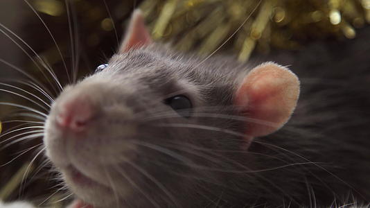 灰色圣诞老鼠视频的预览图