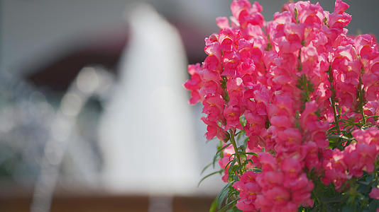 4k喷泉边的粉色盆栽花朵视频的预览图