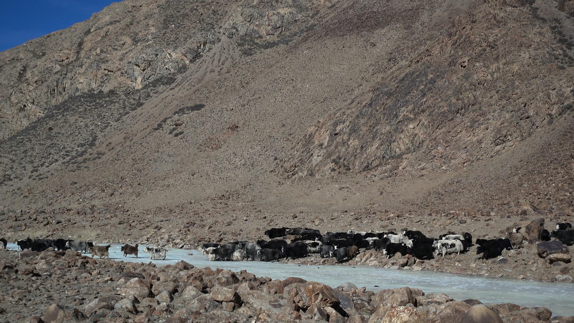 山脚下的牦牛群视频的预览图