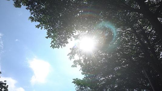 盛夏阳光透过树影视频的预览图