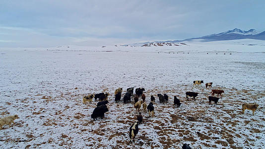 冰天雪地中的牦牛群航拍视频的预览图