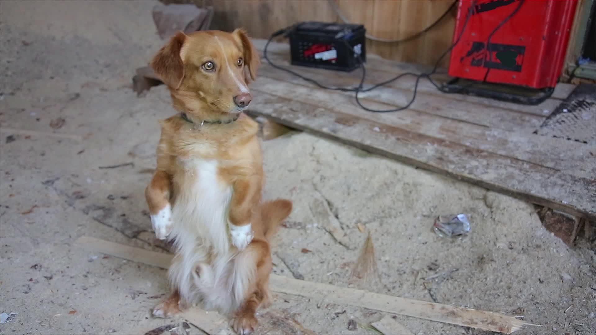 狗跪着吃东西视频的预览图