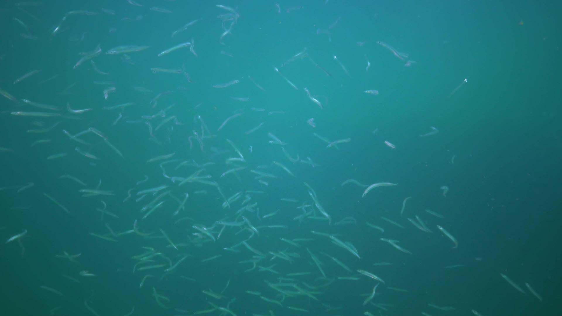 地中海沙鳗视频的预览图