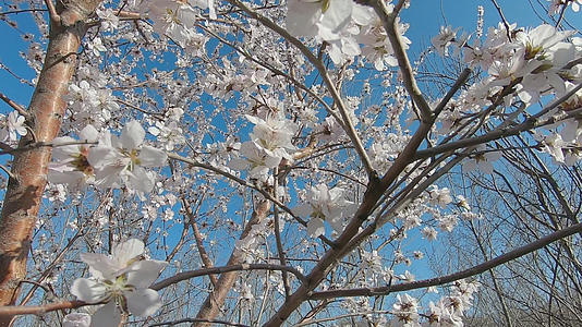 春季果树开花梨花素材背景视频的预览图