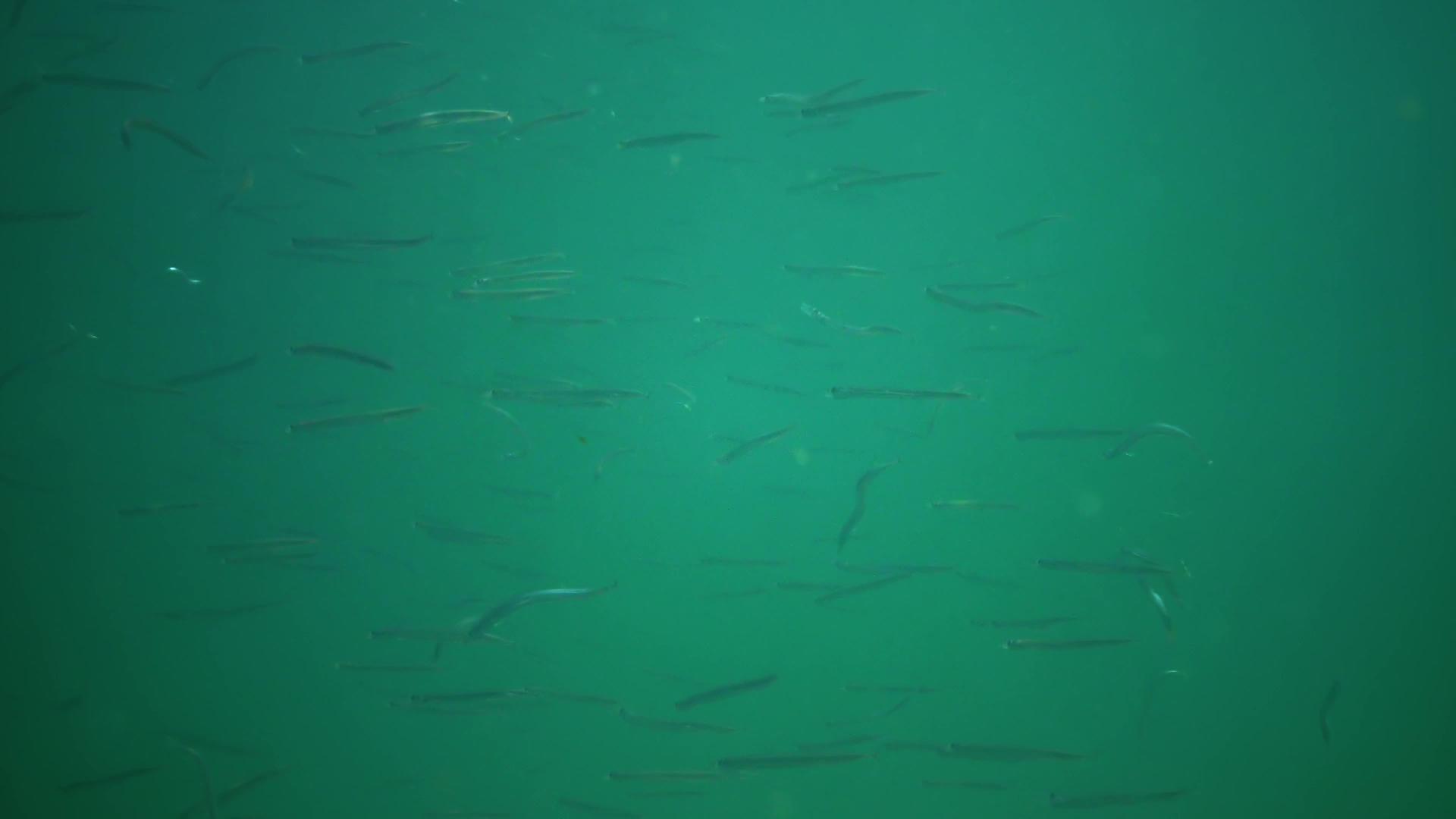 地中海沙鳗视频的预览图