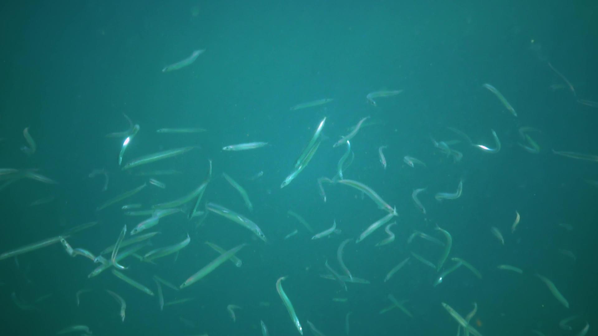海中的小鱼苗视频的预览图