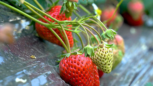 4K草莓草莓园采摘草莓大棚栽种视频的预览图