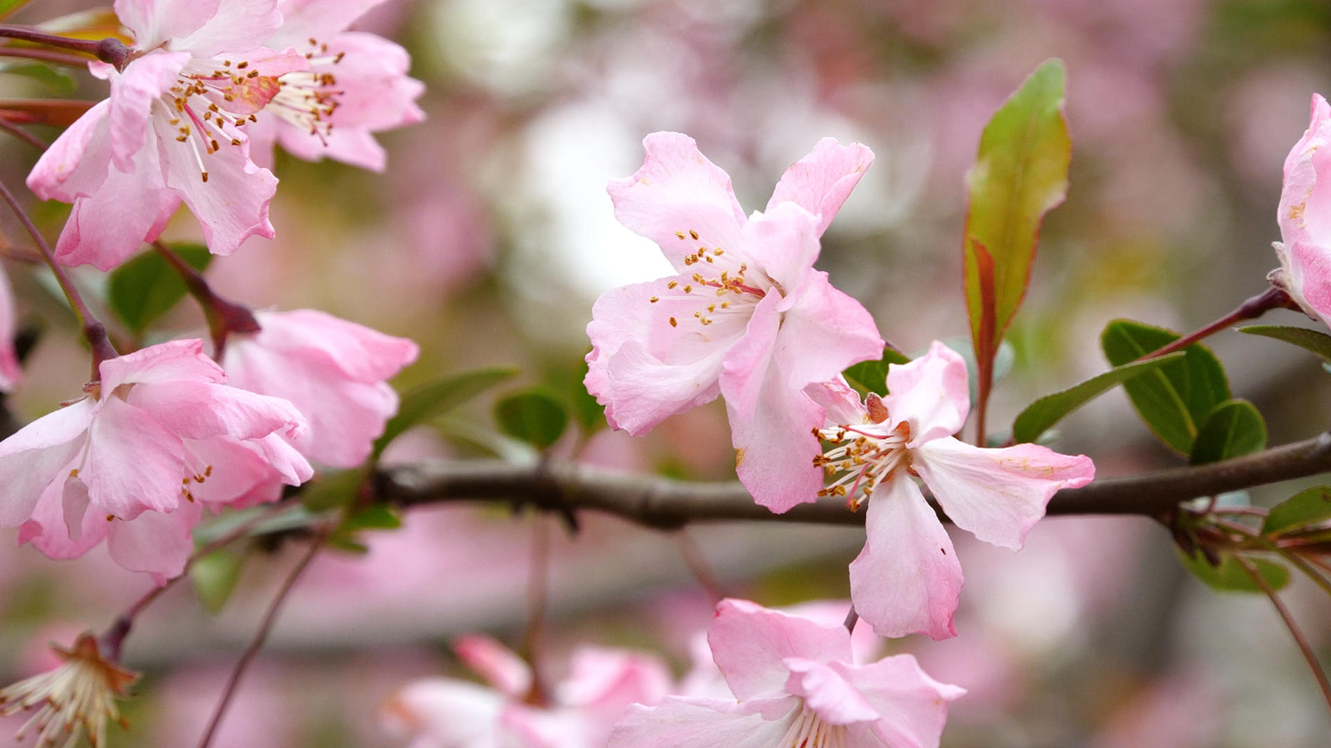 4K海棠垂丝海棠粉色花朵春天视频的预览图