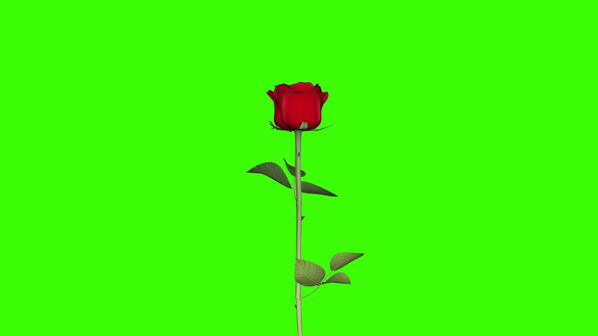 一朵玫瑰花绿幕抠像特效素材视频的预览图