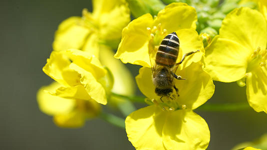 蜜蜂采蜜1视频的预览图