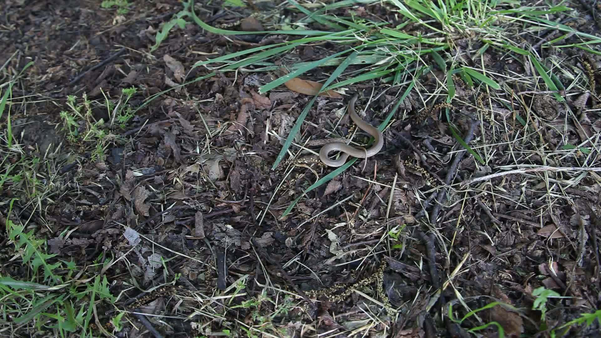 地上的蛇视频的预览图