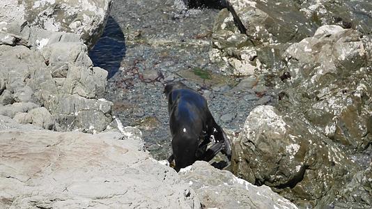 新西兰南岛Kaikoura毛海豹在岩石附近跳跃视频的预览图