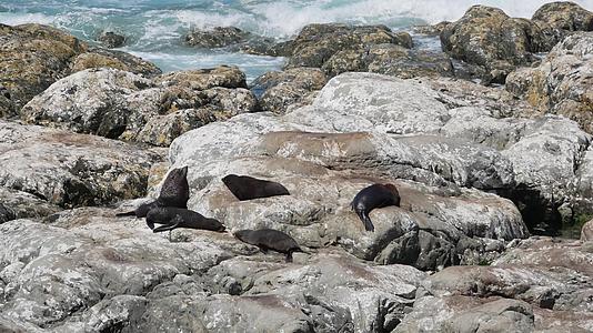 睡在新西兰南部岛屿Kaikoura的岩石上视频的预览图