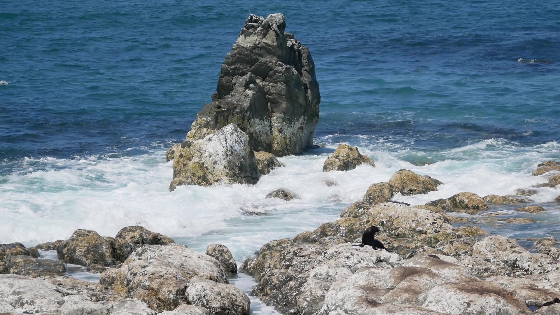 毛海豹站在巨浪前Kaikoura岩石上视频的预览图