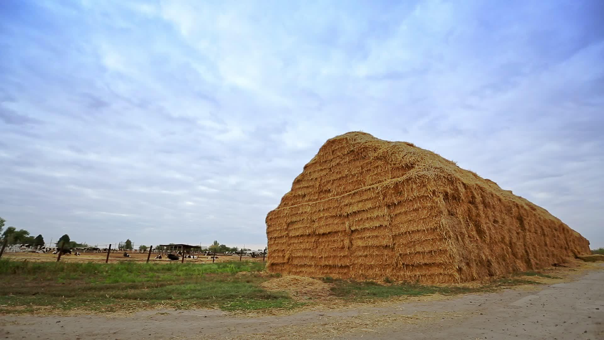 奶牛农场的稻草堆积如山视频的预览图