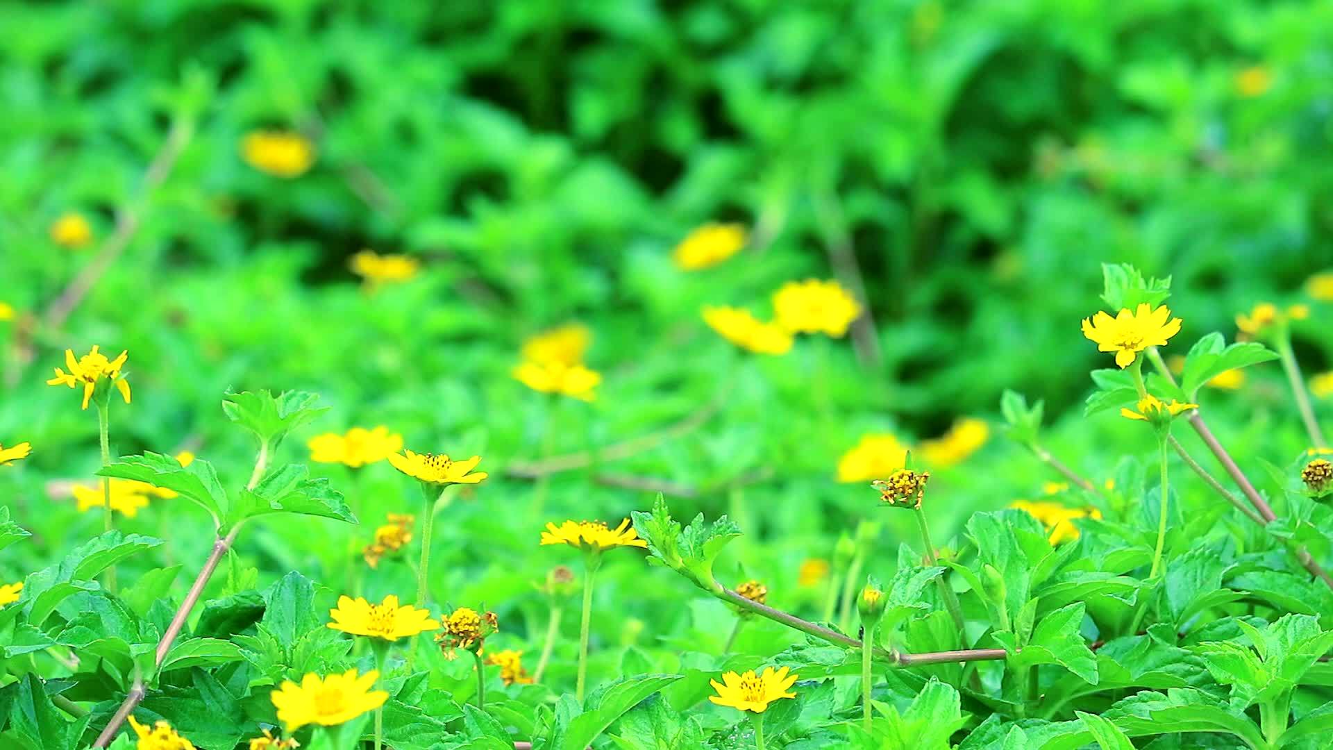 小黄花在花园里开花视频的预览图