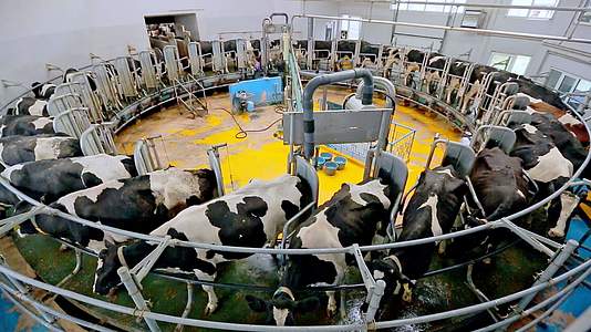现代农场奶牛挤奶加工设施视频的预览图