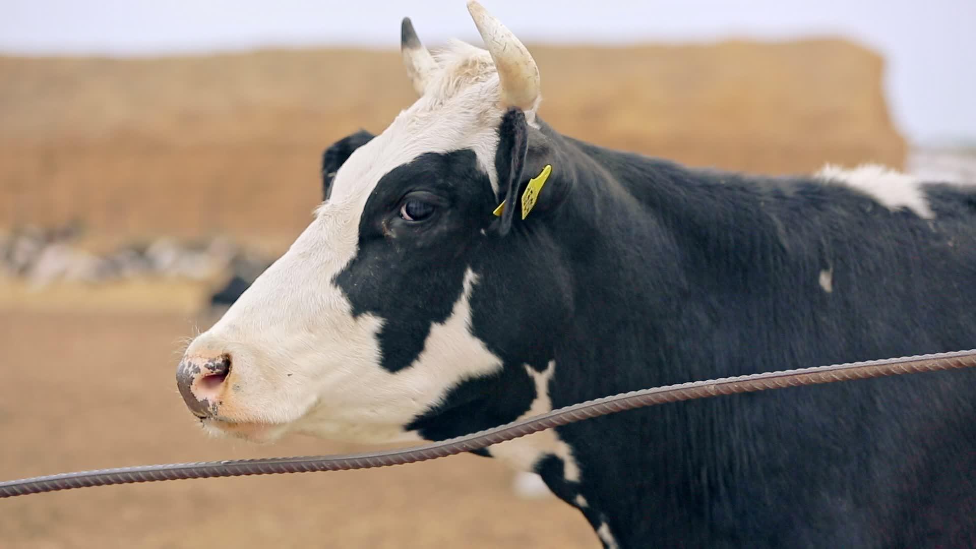 畜牧业奶牛场的奶牛视频的预览图