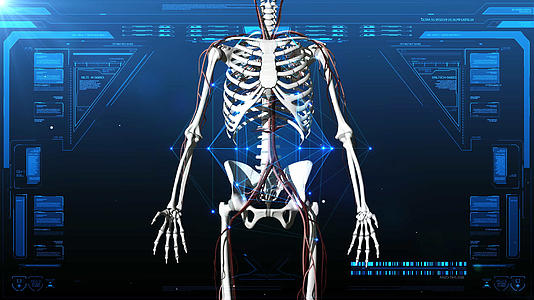 4K三维人体骨骼静脉背景视频的预览图