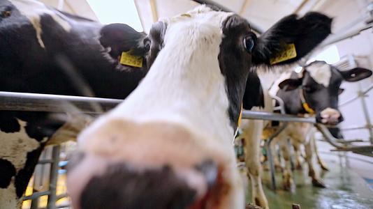 挤奶工艺在乳制品厂视频的预览图