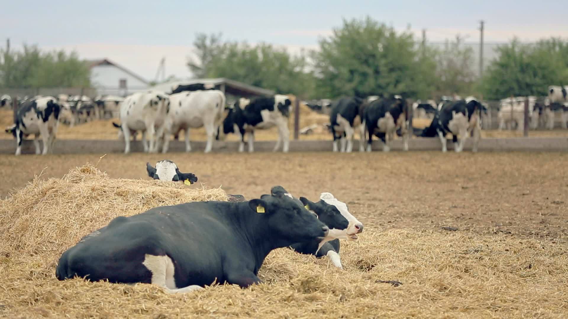 饲养畜牧农场的荷斯坦奶牛视频的预览图