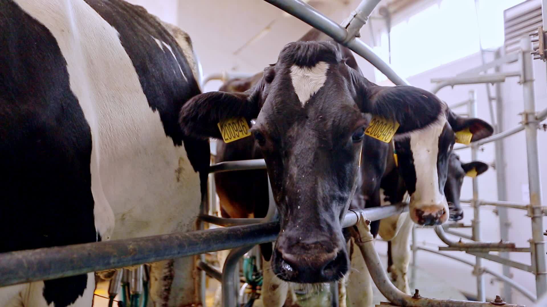 奶牛场的奶牛在挤奶视频的预览图